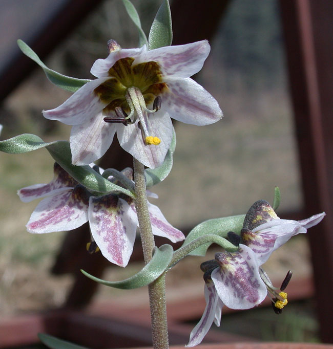 Fritillaria Gibbosa | North American Rock Garden Society